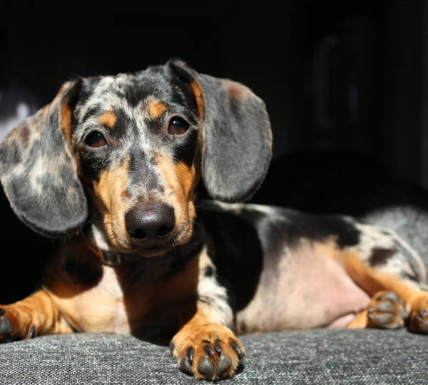 Layla & Daisy