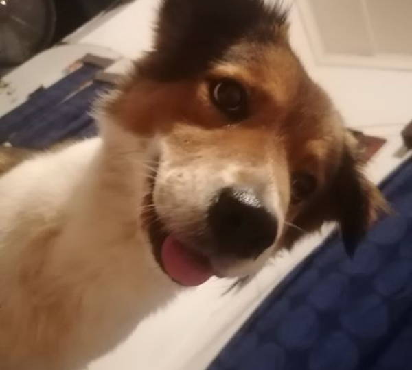 Milo
