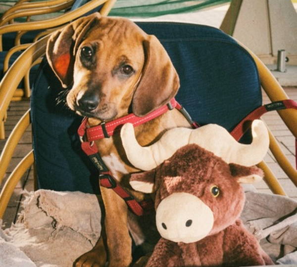 Scooby-Doo