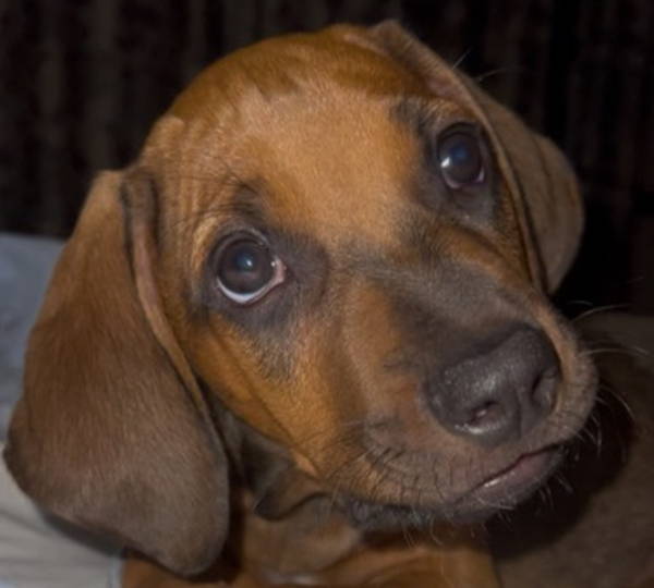 Scooby-Doo