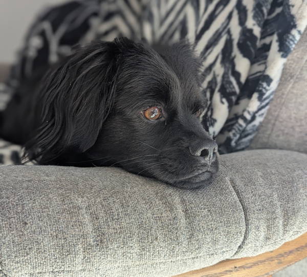 Rollo