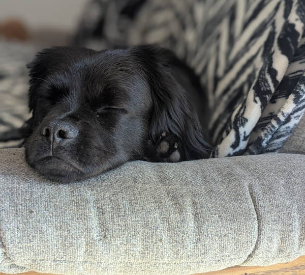Rollo