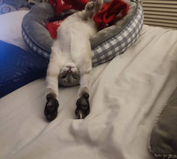 Nova