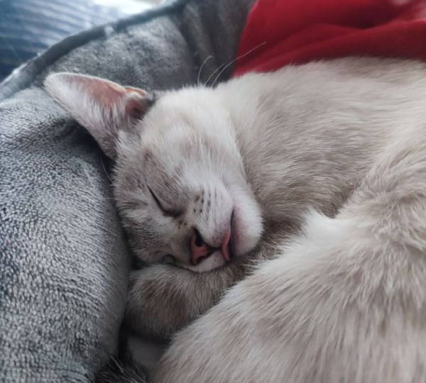 Nova