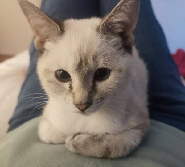 Nova