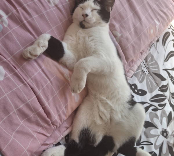 Gabby