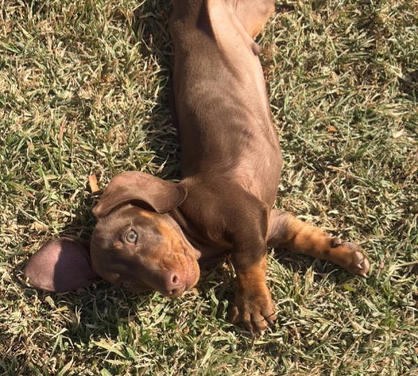 Milo
