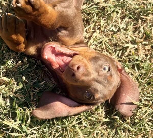 Milo