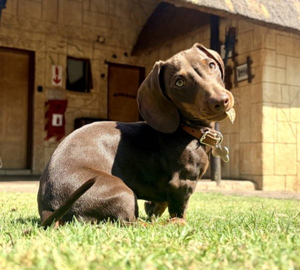 Milo