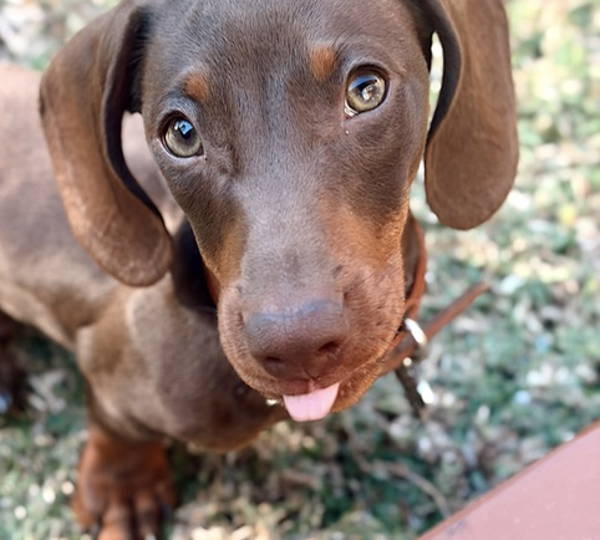Milo