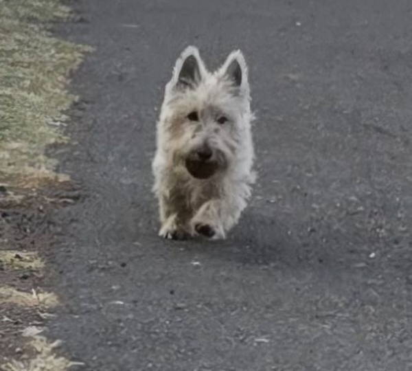 Piper