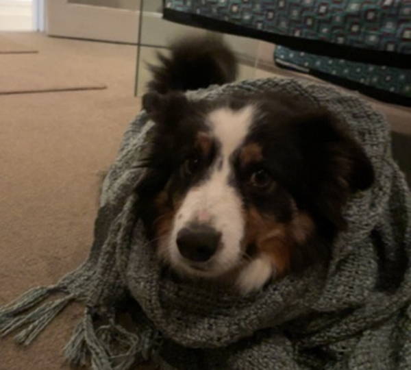 Archie