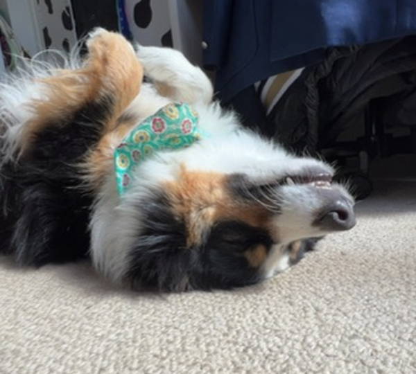 Archie