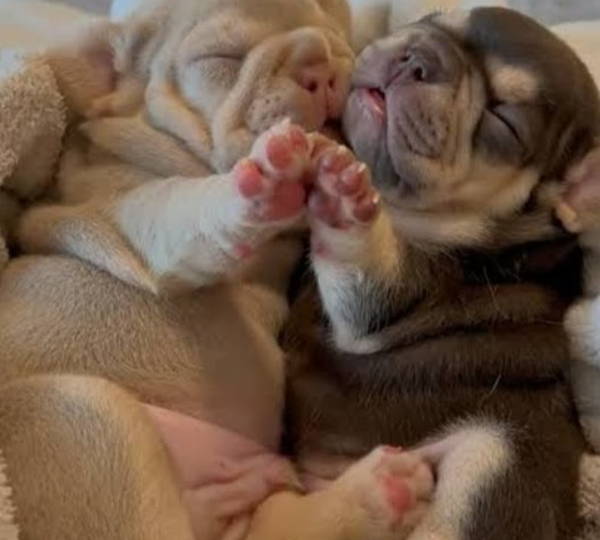 Lilo & Lily