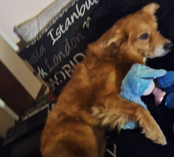 Biscuit