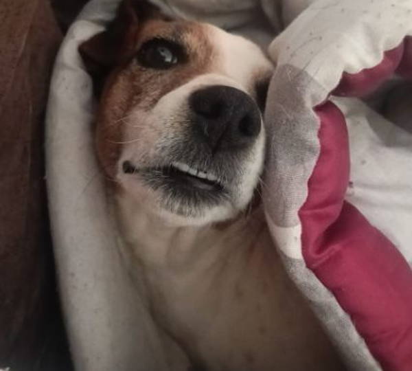 Cocoa
