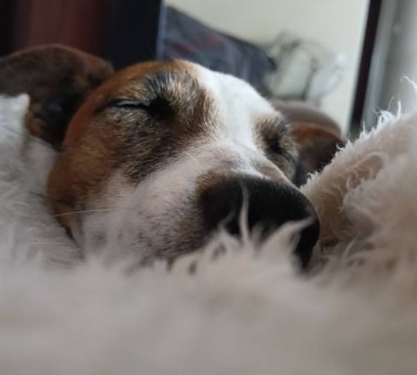 Cocoa