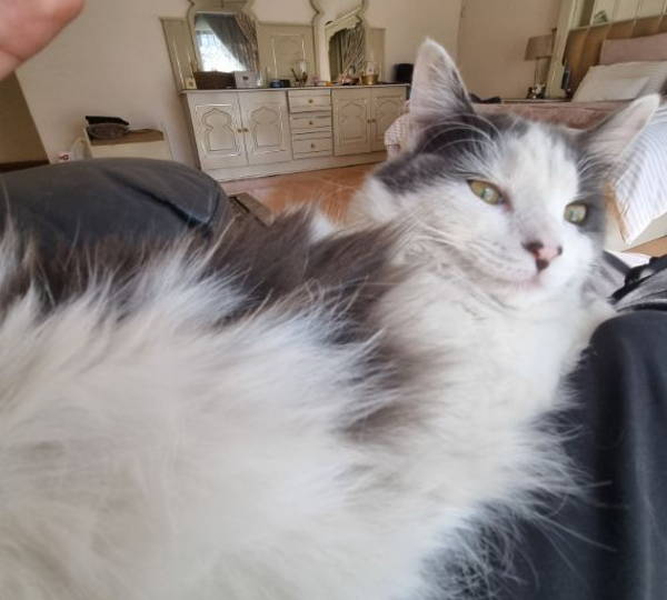 Miemie