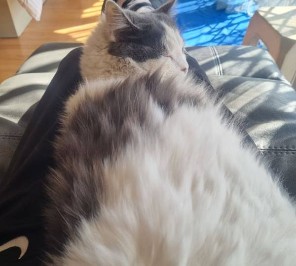 Miemie