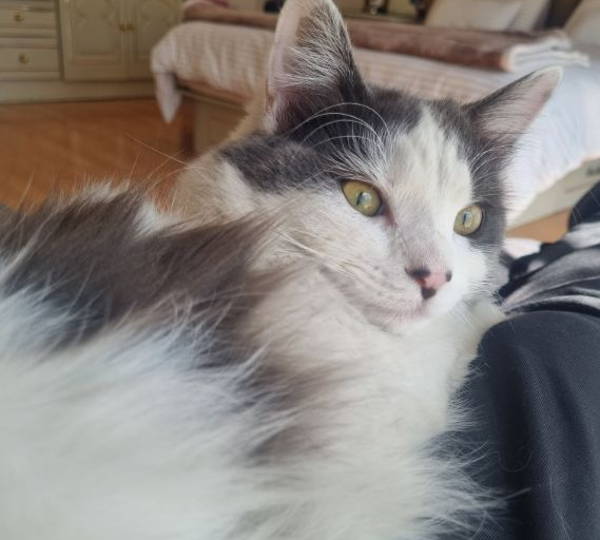 Miemie