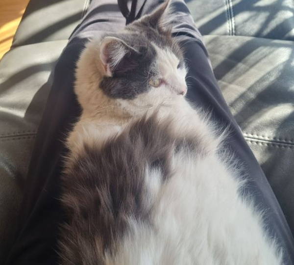 Miemie