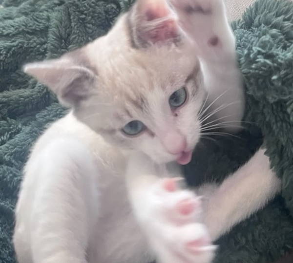 Leo