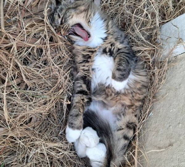 Bella