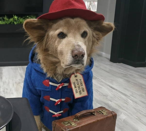 Rolo