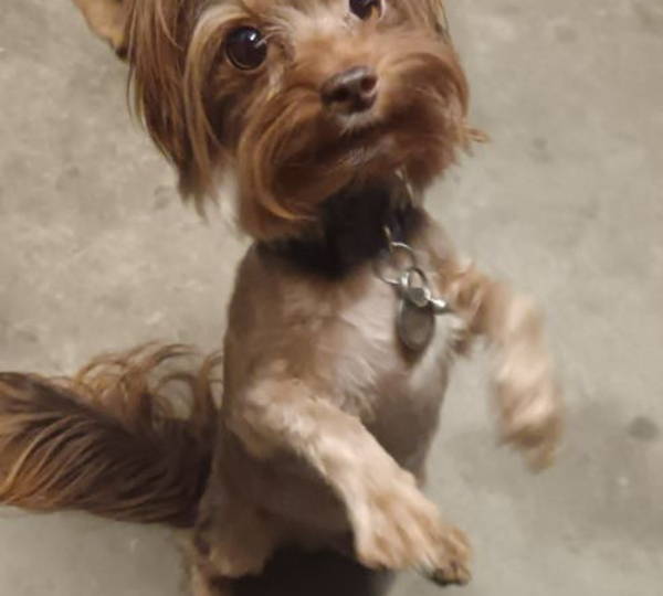 Teddy