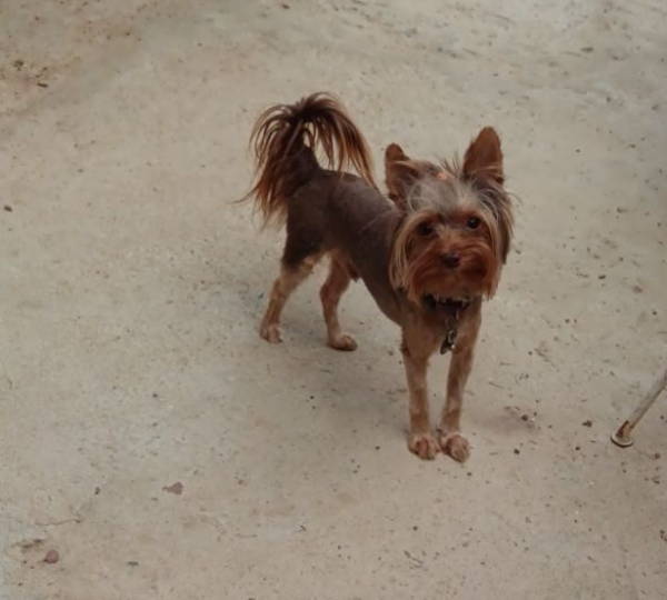 Teddy