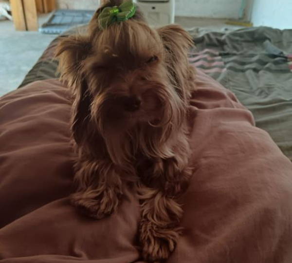 Teddy