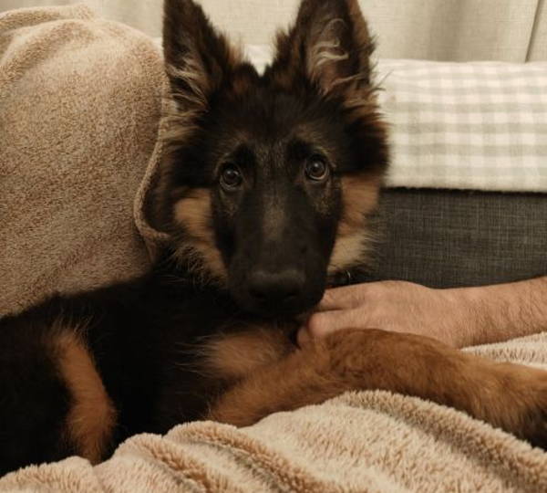 Maximus