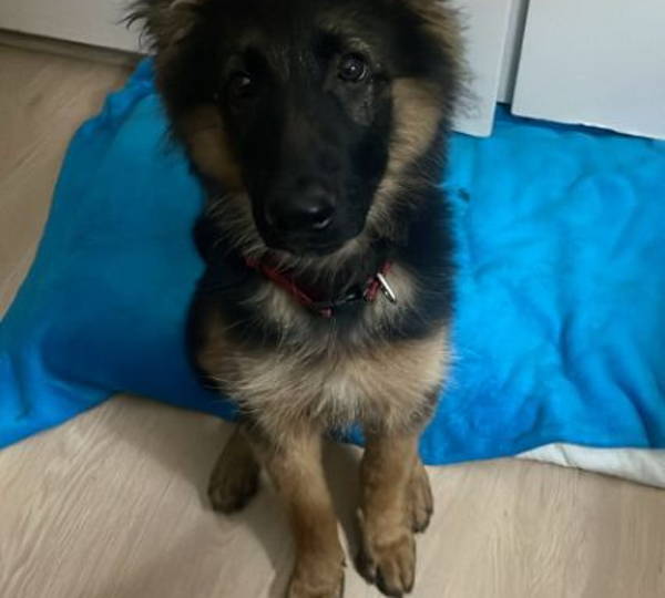 Maximus