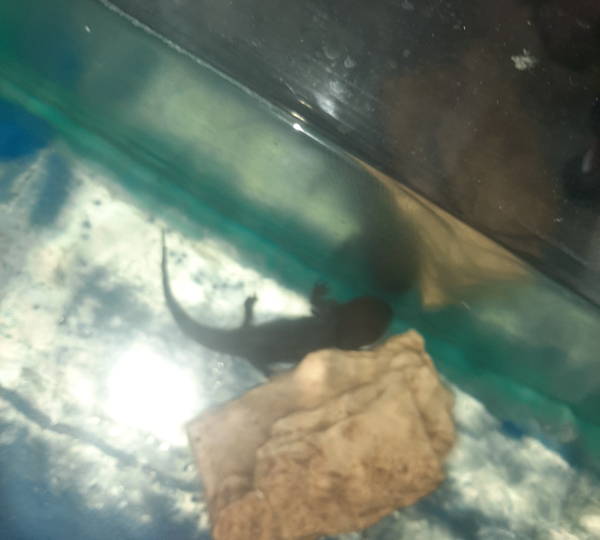 Toothless
