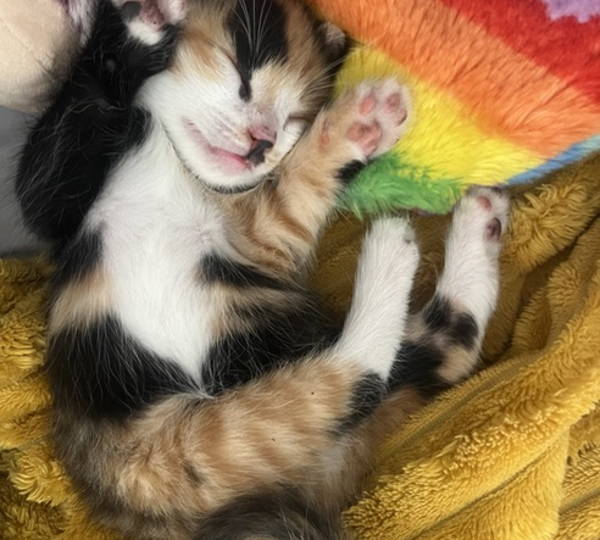 Biscuit
