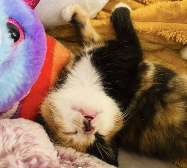 Biscuit