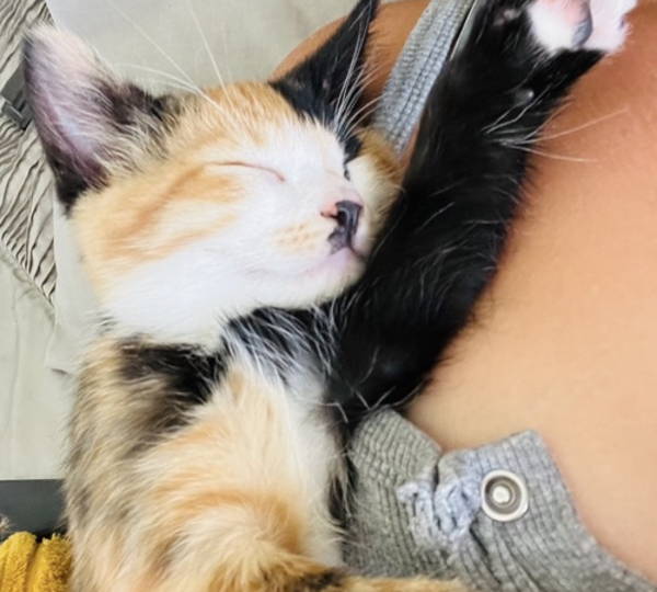 Biscuit