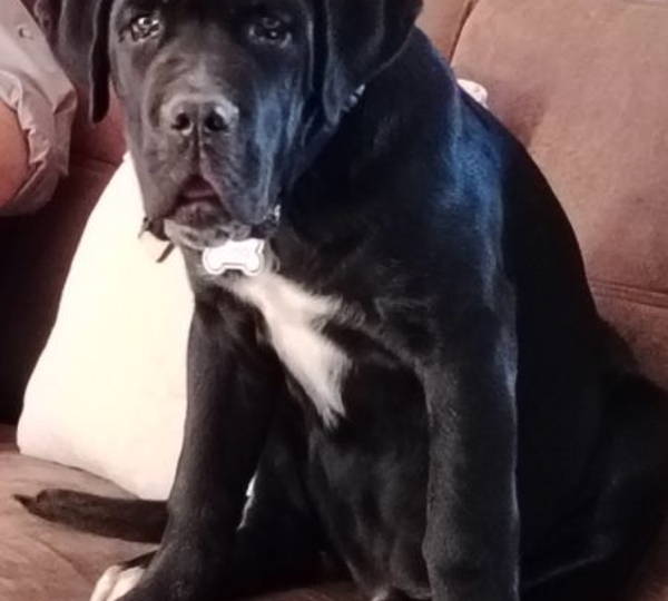 Gino