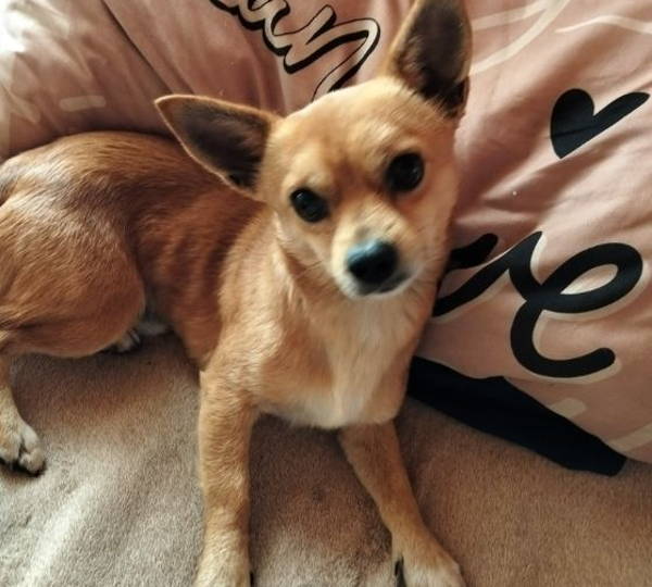Bruno