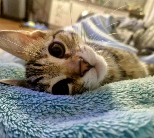 Rango