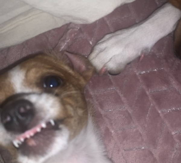 Pickle