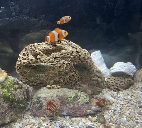 Nemo, Nugget, Rambo & Rockie