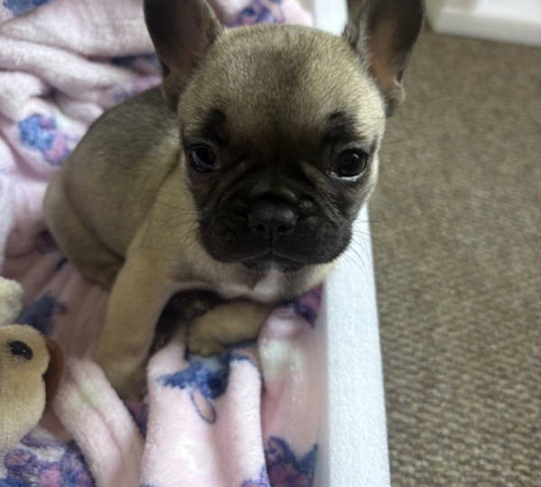 Luna