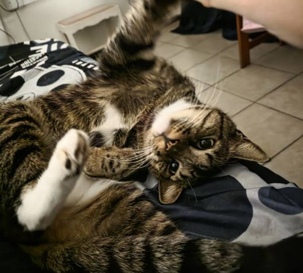 Tom