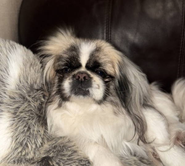 Bailey