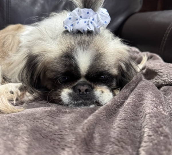 Bailey