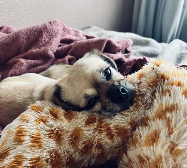 Rosie