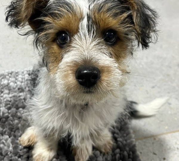 Bailey