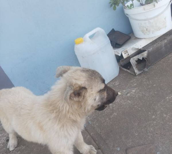 Jeco
