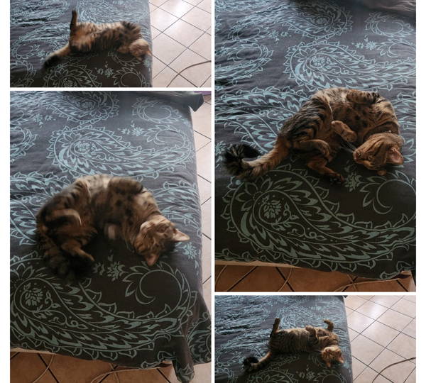 Shadow